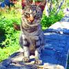 TomTom
