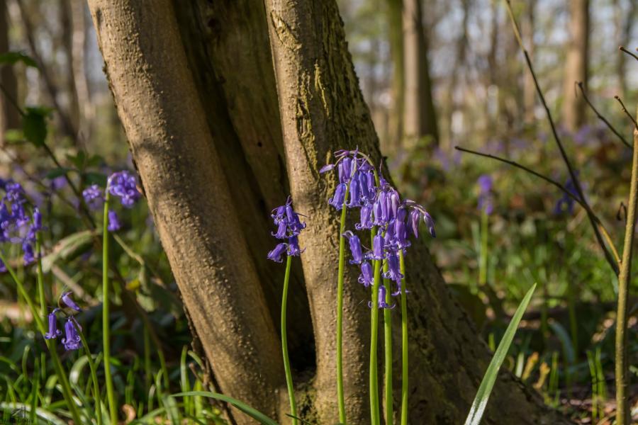 Top photo spots at blue forest in 2021
