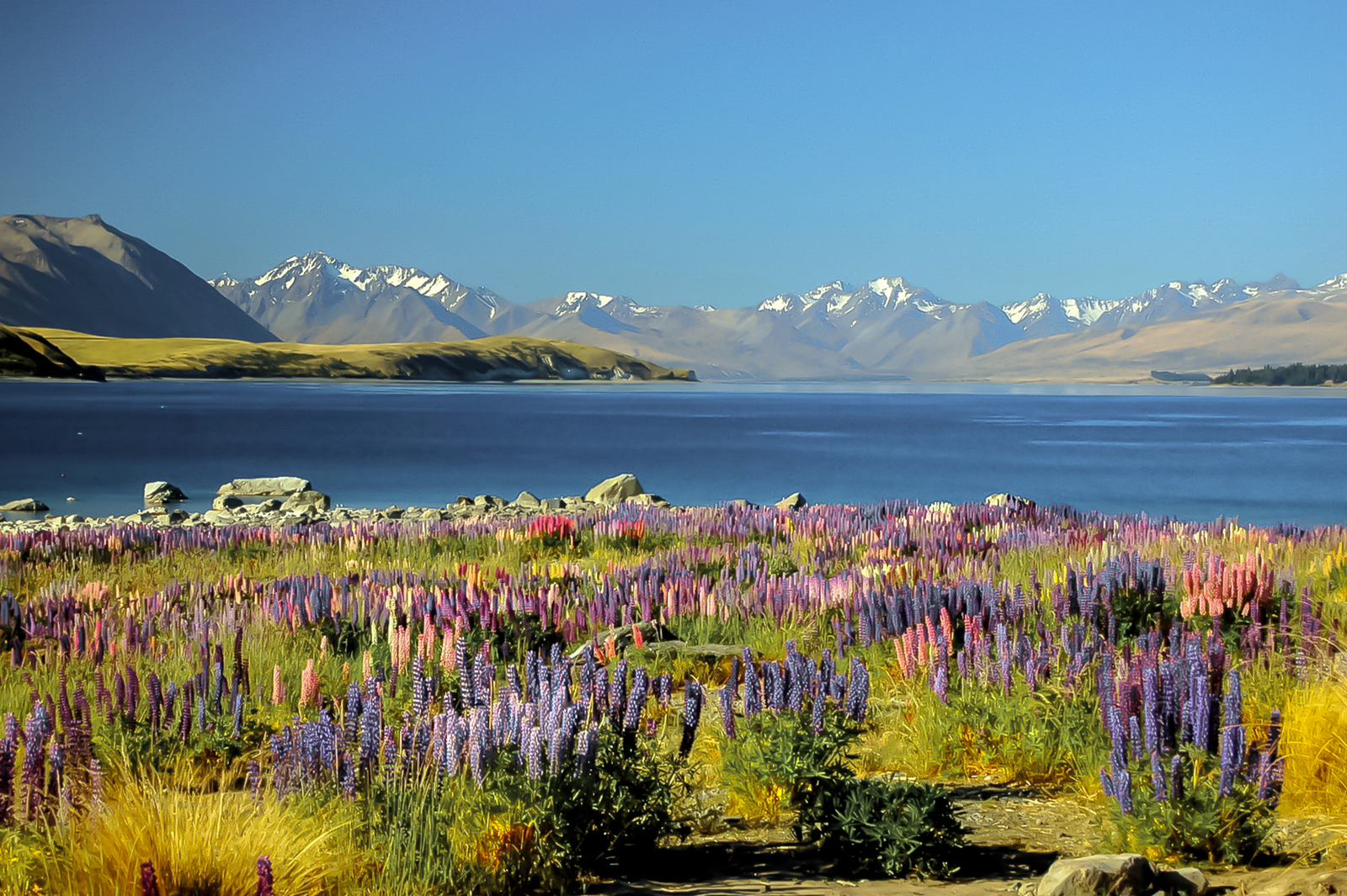 Lake Tekapo New Zealand