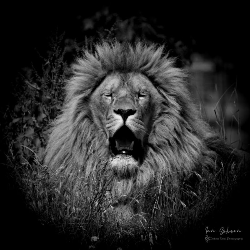 lions - Top Spots for this Photo Theme