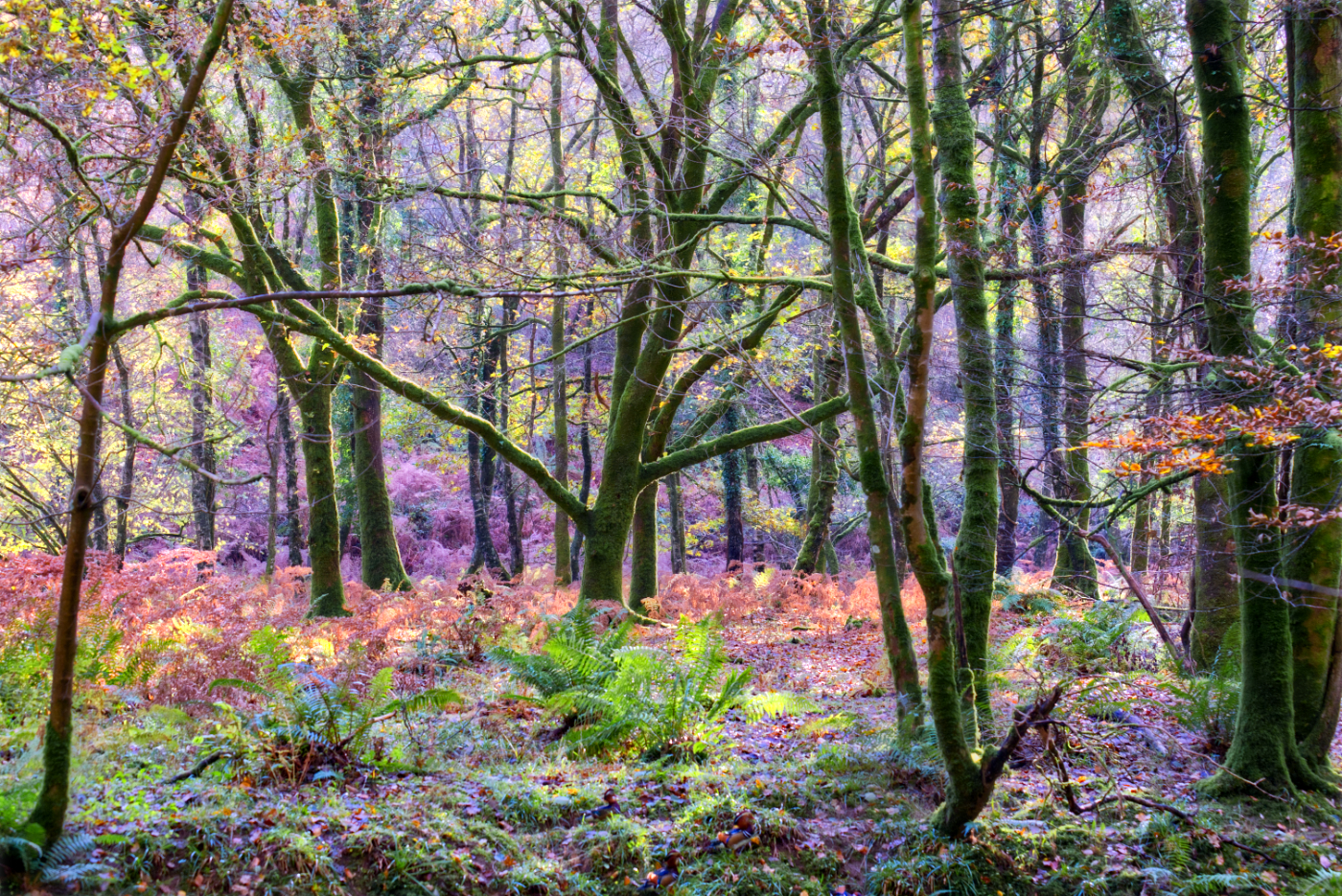 Plymbridge woods, United Kingdom