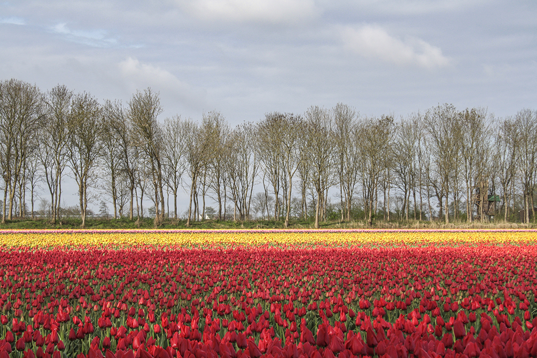 Tulip bulb farm, Netherlands