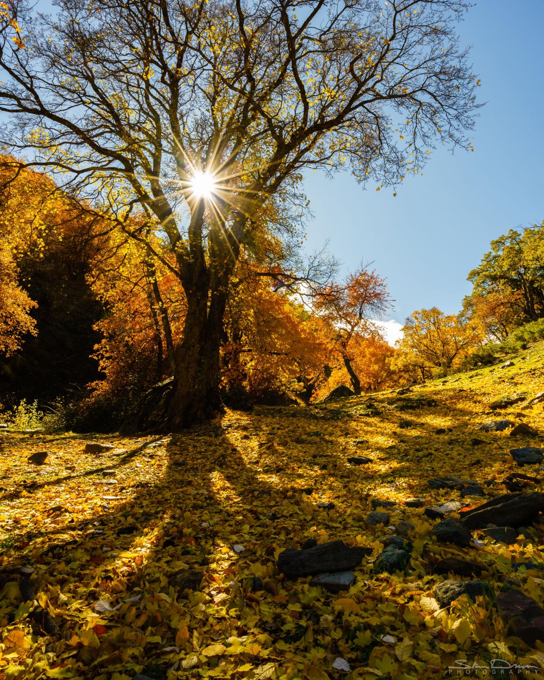 Forest colors, Spain